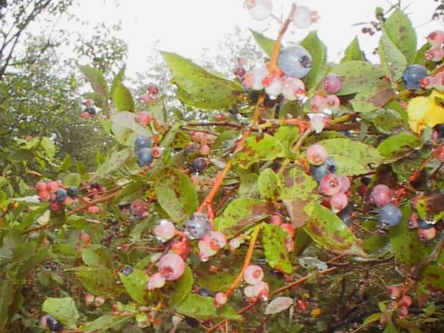 Huckleberries on Unaka Mt.  Courtesy judyverlinhowell@hotmail.com